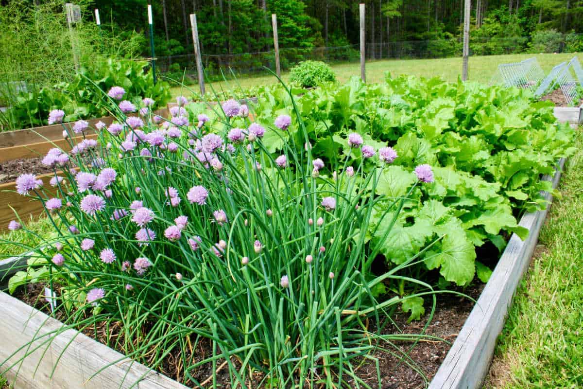 Rising Chives from Seed – Residence Backyard Pleasure