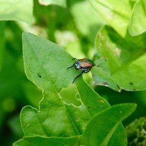 Basil Plant Profile: Rising Suggestions, Culinary Makes use of, and Extra