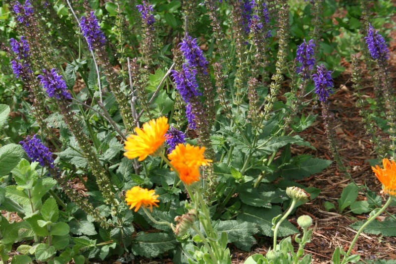 The best way to Make Calendula Hand Salve